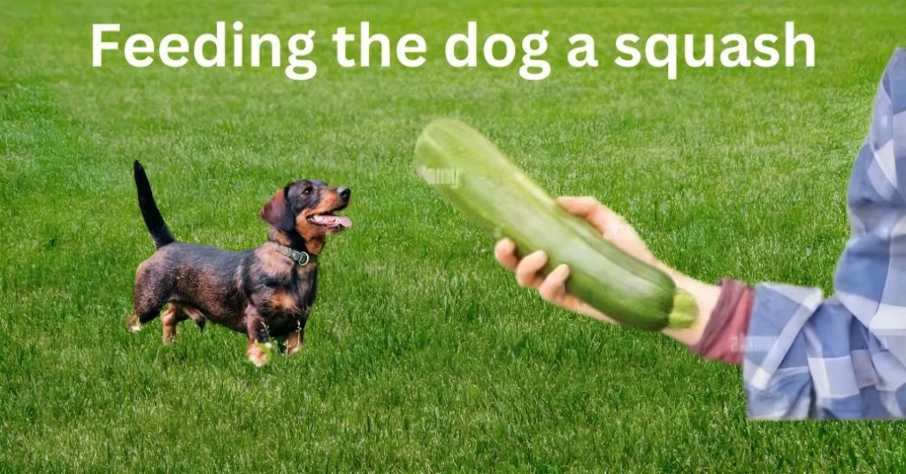 Can Dogs Eat Squash?