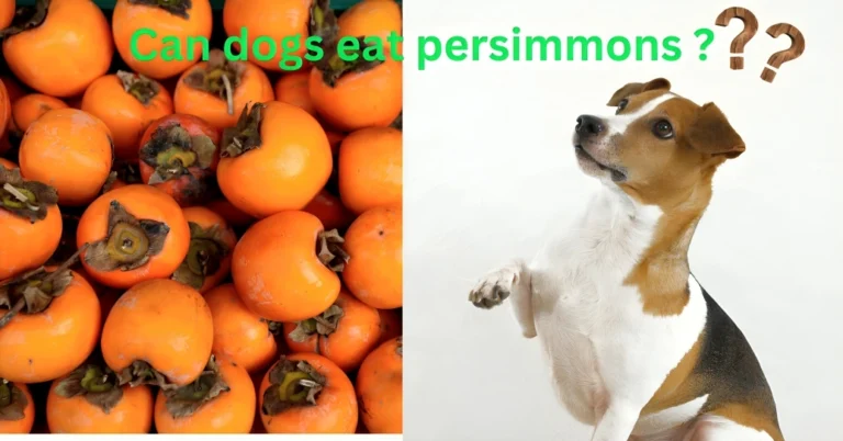 Can Dogs Eat Persimmons?