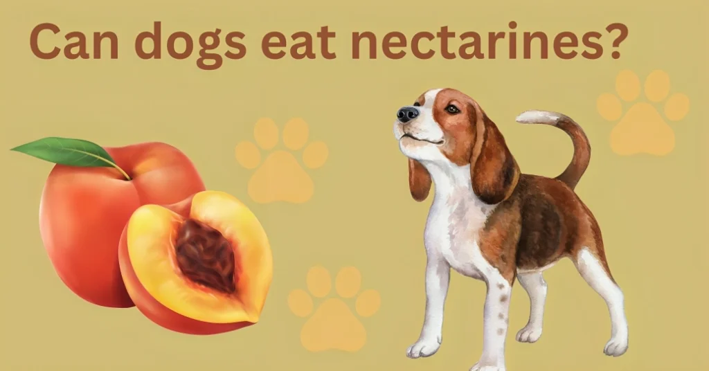 Can Dogs Eat Nectarines