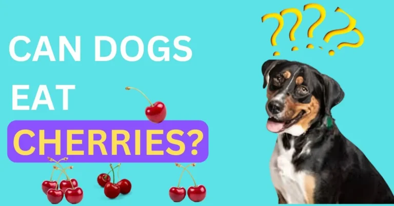 Can Dogs Eat Cherries?