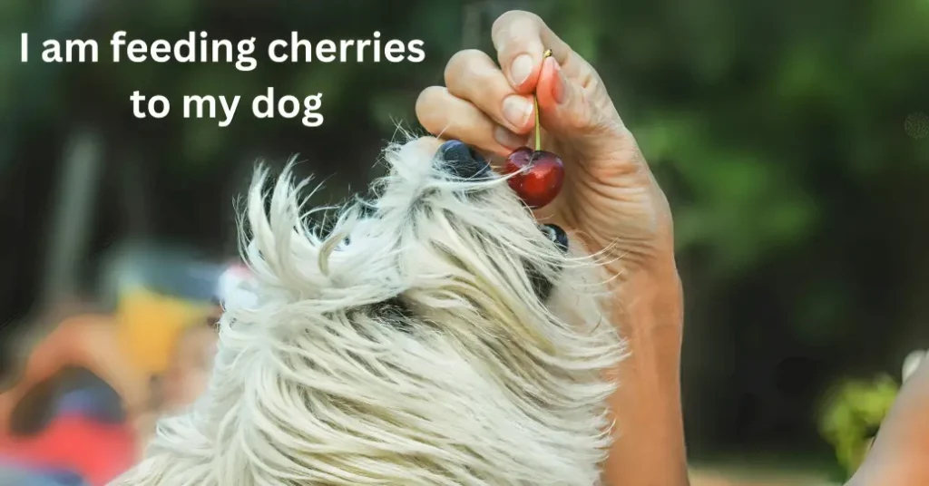 Can dogs eat cherries?