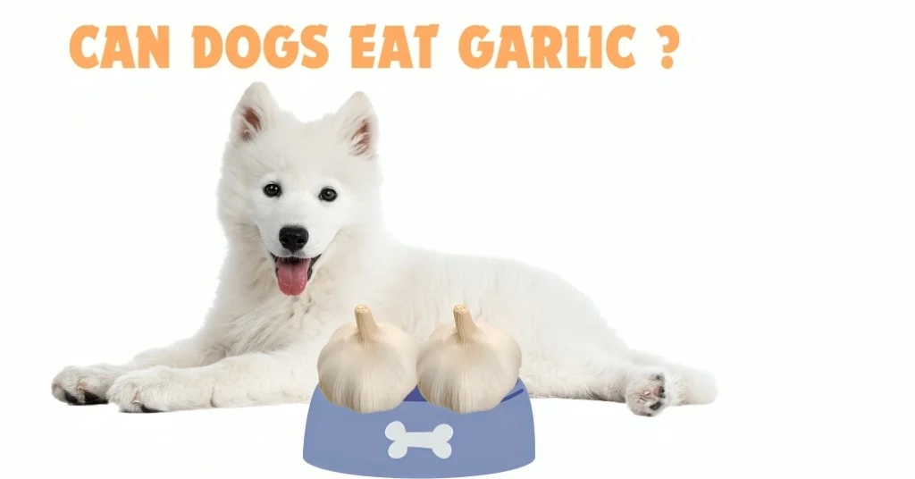 Can Dogs Eat Garlic?