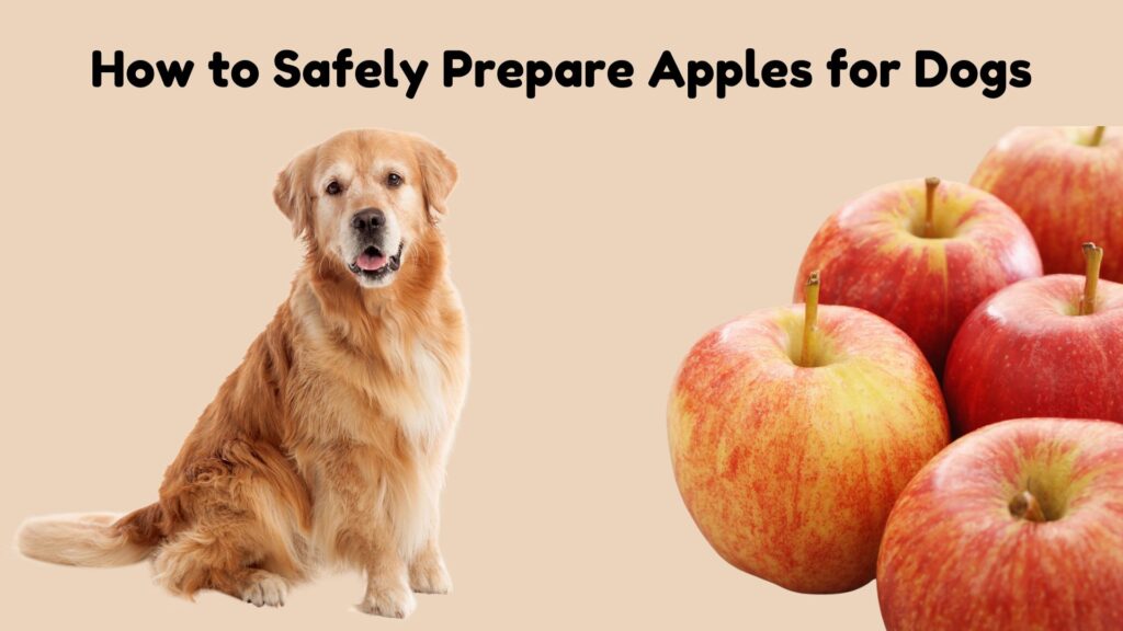 Can Dogs Eat Apples 1