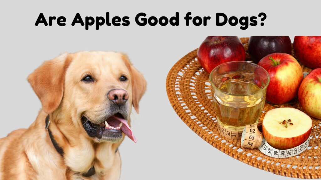 Can Dogs Eat Apples?