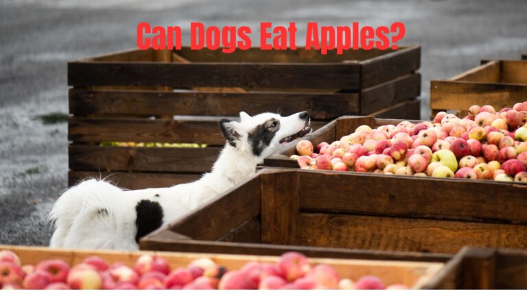 Can Dogs Eat Apples?