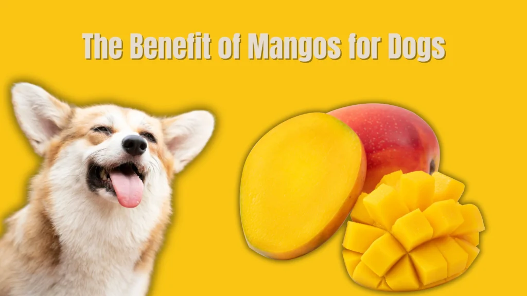 Can Dogs Eat Mango?