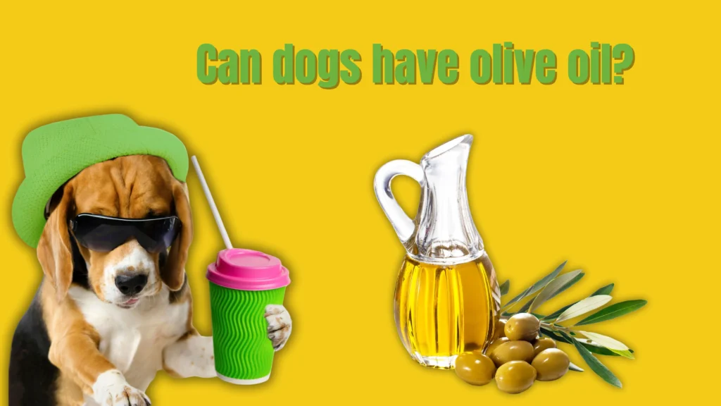 can dogs eat olives