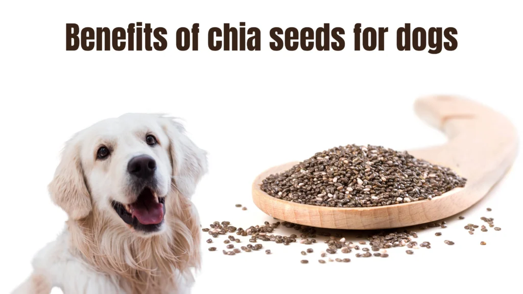 Can dogs eat chia seeds?