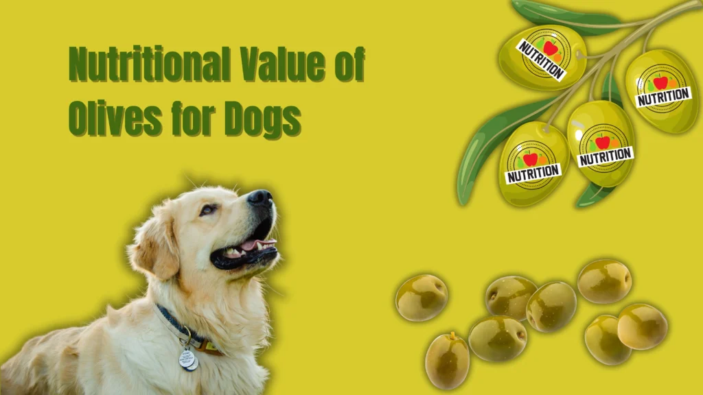 can dogs eat olives