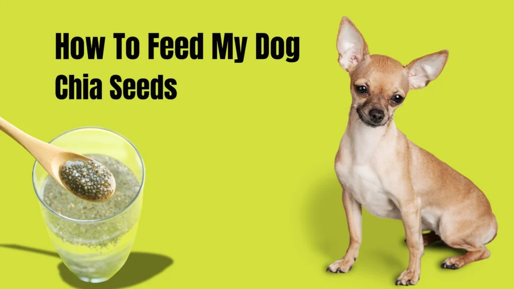 Can dogs eat chia seeds?