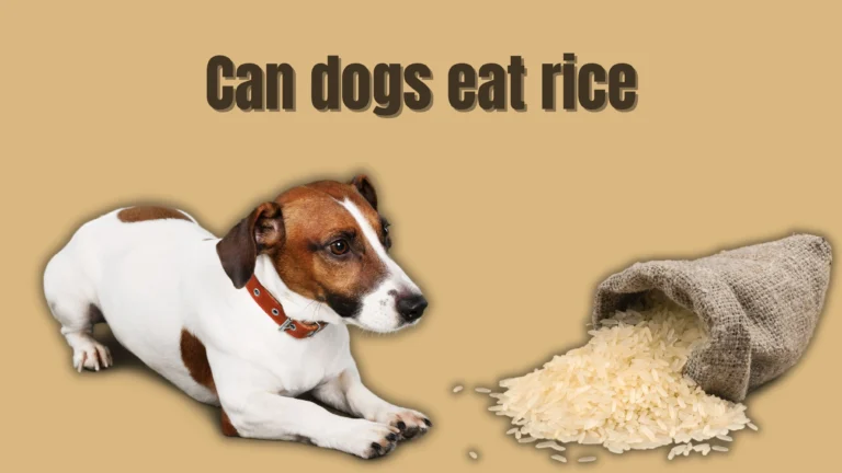 Can Dogs Eat Rice?