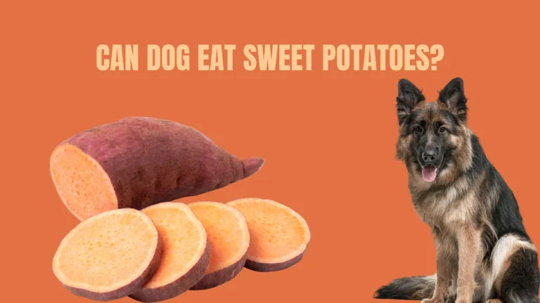 CAN DOG EAT SWEET POTATOES?