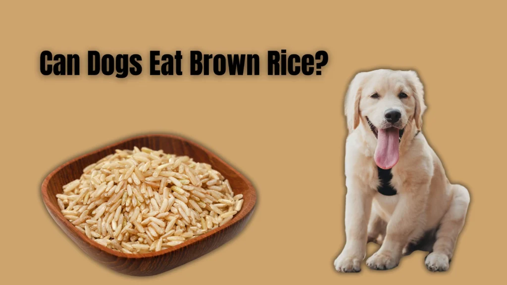 can dogs eat rice