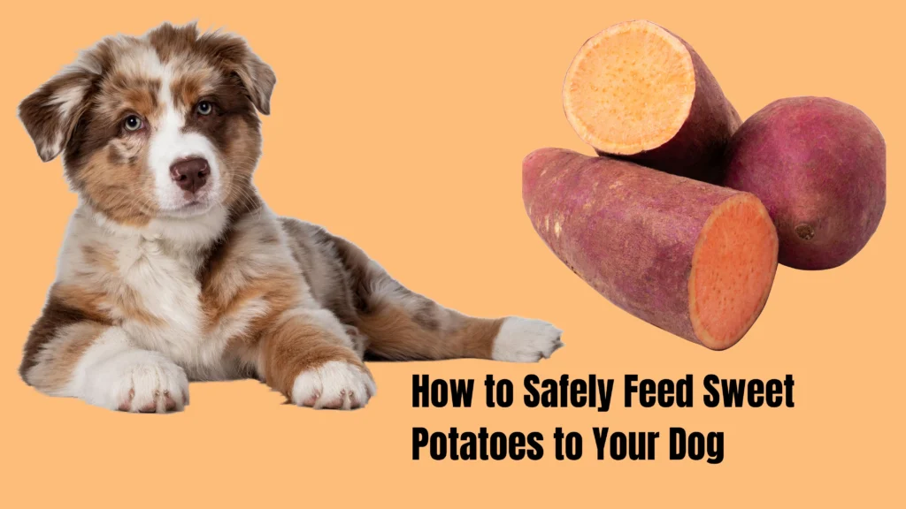 CAN DOG EAT SWEET POTATOES?