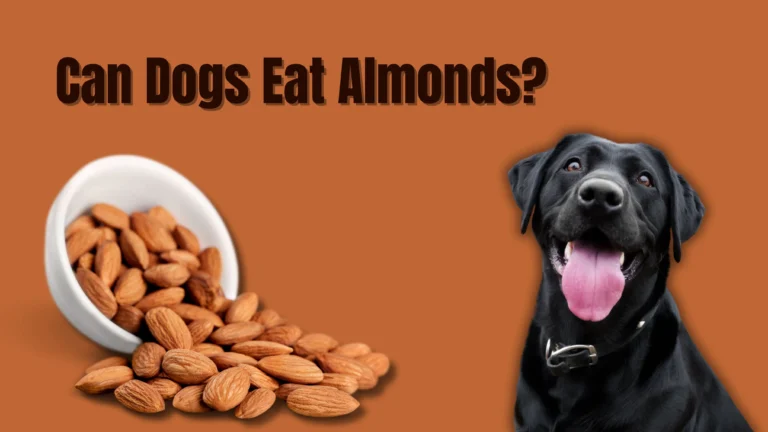 Can Dogs Eat Almonds?