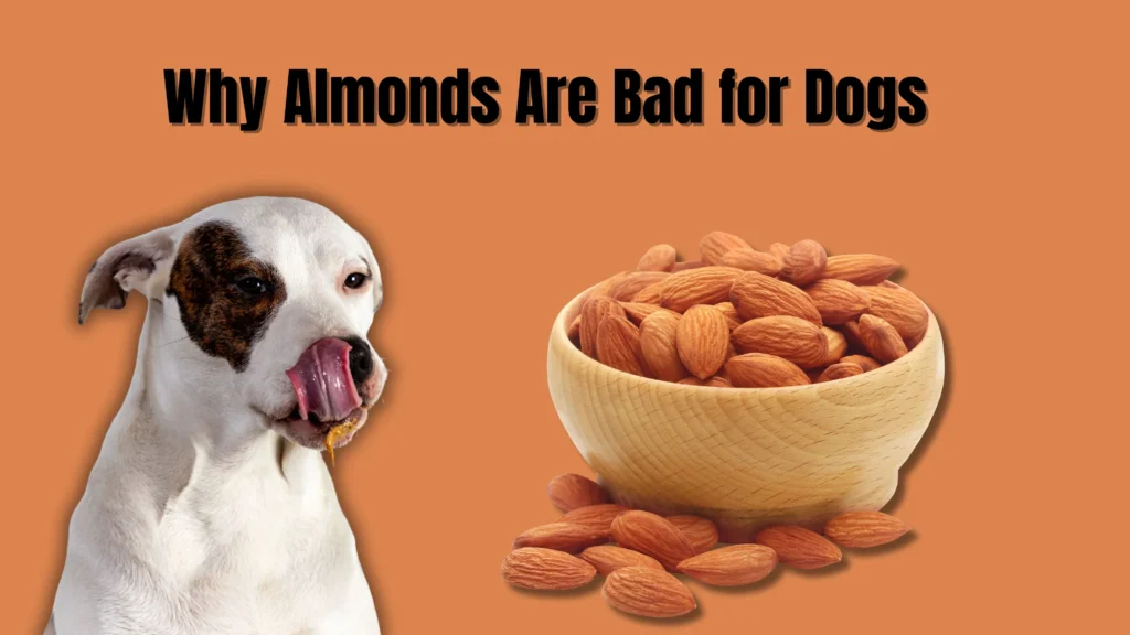 Can Dogs Eat Almonds?