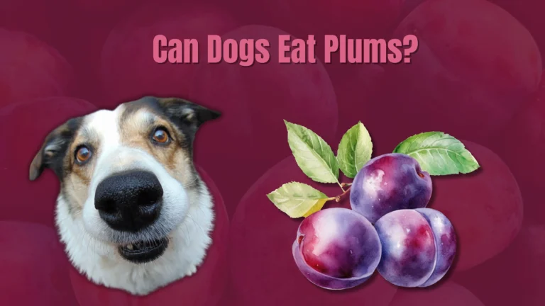 Can Dogs Eat Plums?