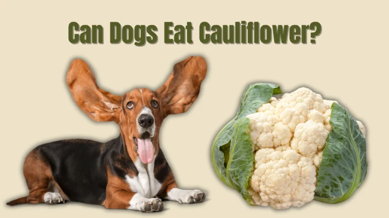 Can Dogs Eat Cauliflower?