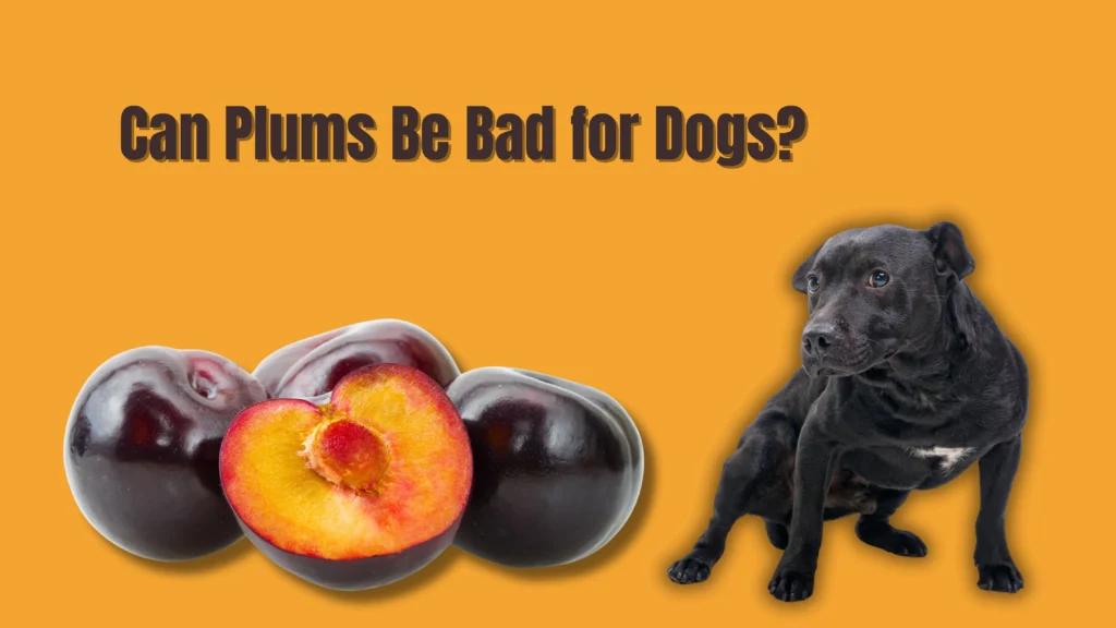 Can Dogs Eat Plums?