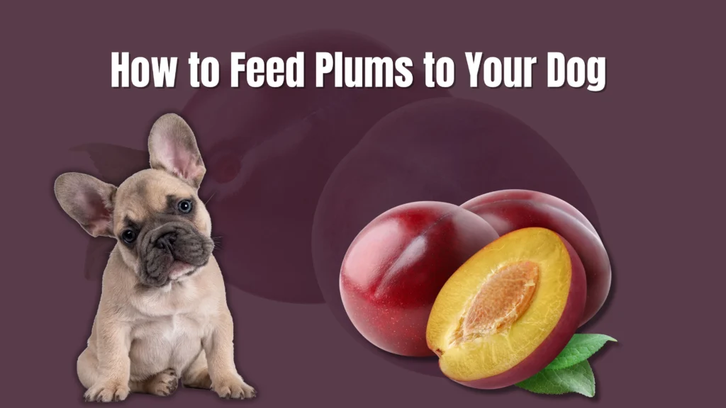 Can Dogs Eat Plums?