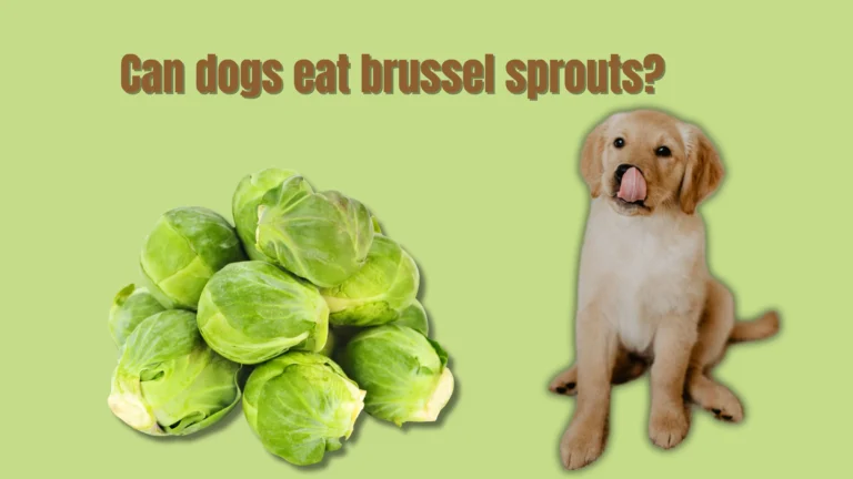 Can Dogs Eat Brussels Sprouts?