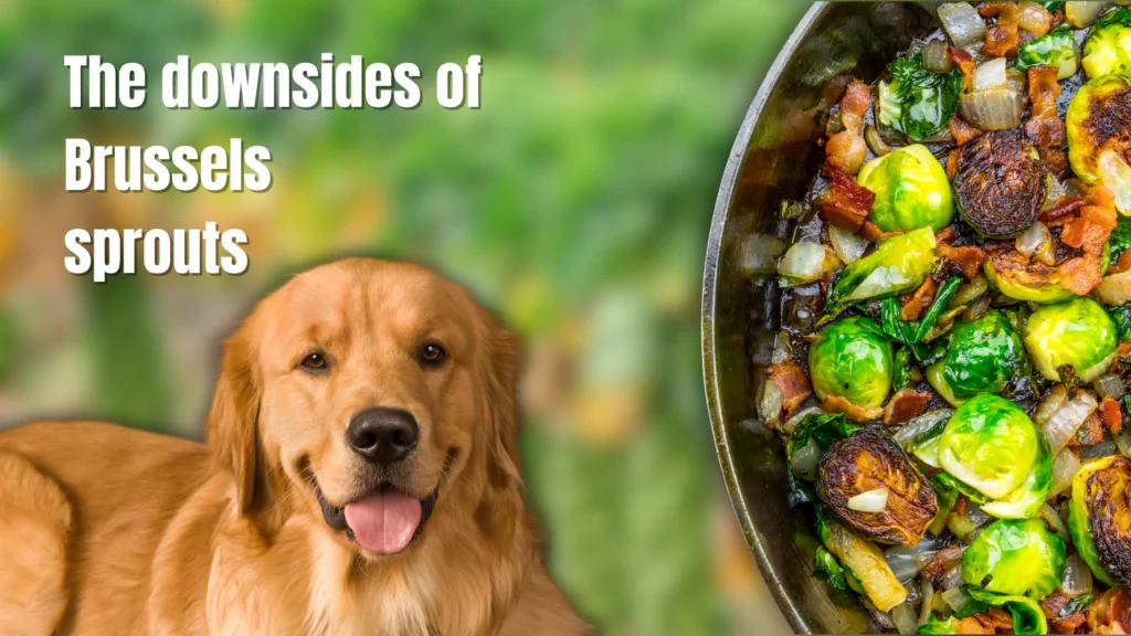 can dogs eat Brussels sprouts?