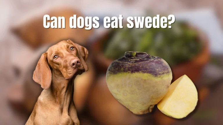 Can Dogs Eat Swede?