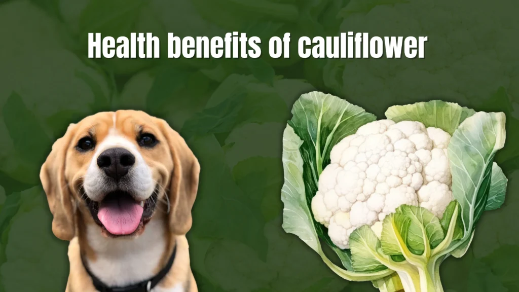 Can Dogs Eat Cauliflower?