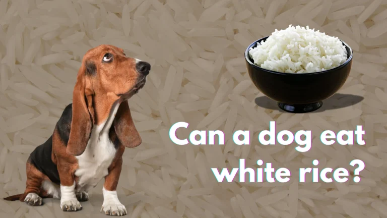 Can A Dog Eat White Rice?