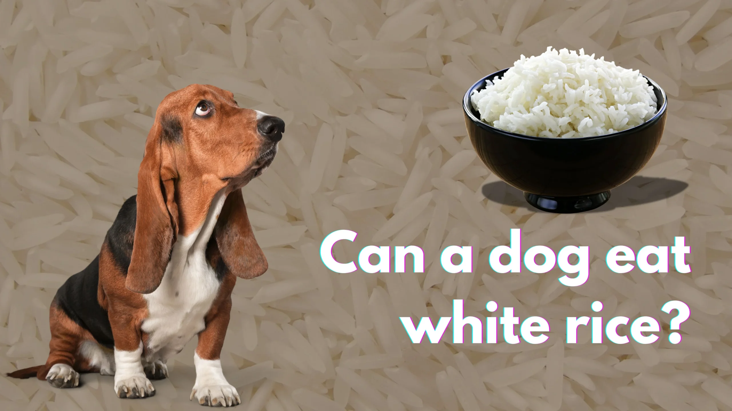 Can A Dog Eat White Rice Benefits And Risks Explained