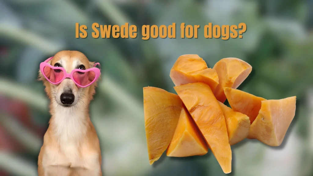 Can Dogs Eat Swede Safe Or Harmful For Your Dog s Diet