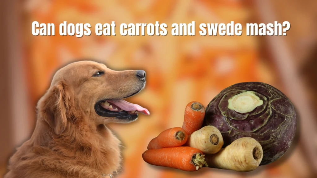 Can dogs eat Swede?