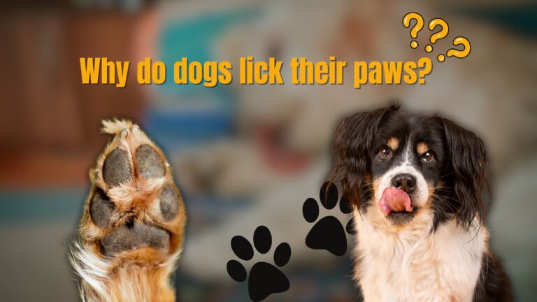 Why do dogs lick their paws?