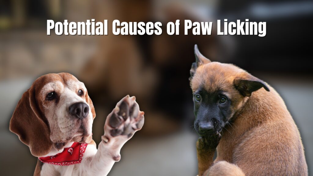 Why do dogs lick their paws?