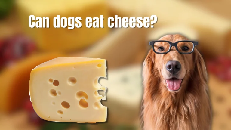 Can Dogs Eat Cheese?