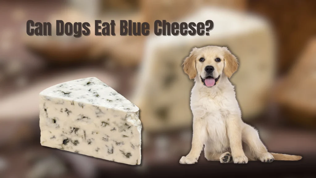 Can Dogs Eat Cheese