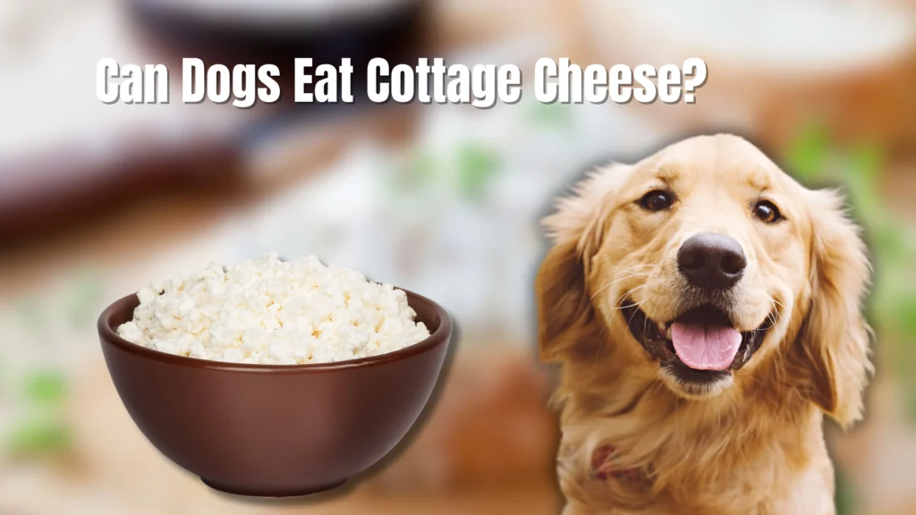 Can Dogs Eat Cheese