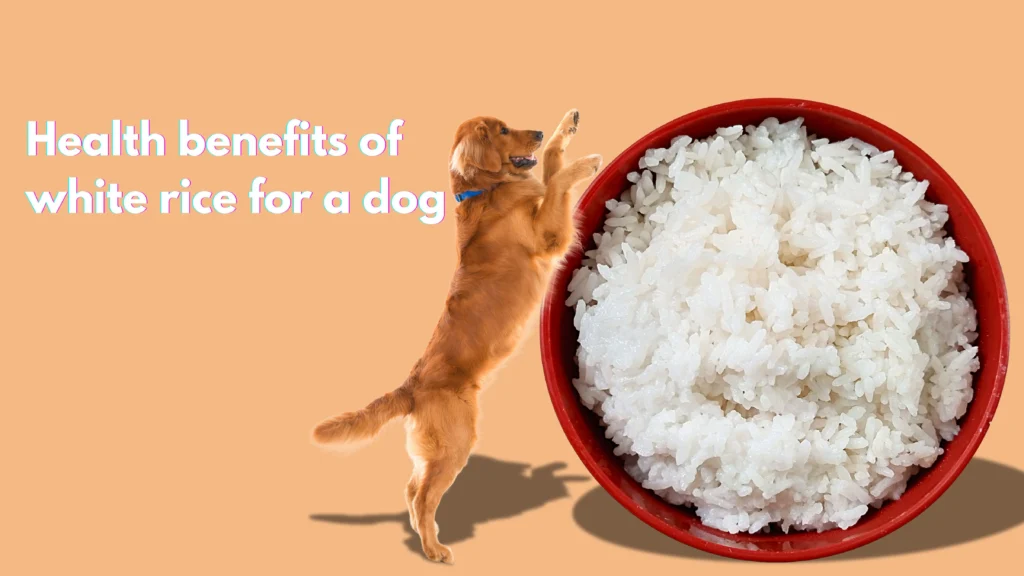 Can a dog eat white rice?