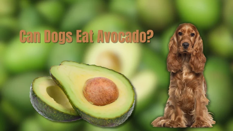 Can Dogs Eat Avocado?