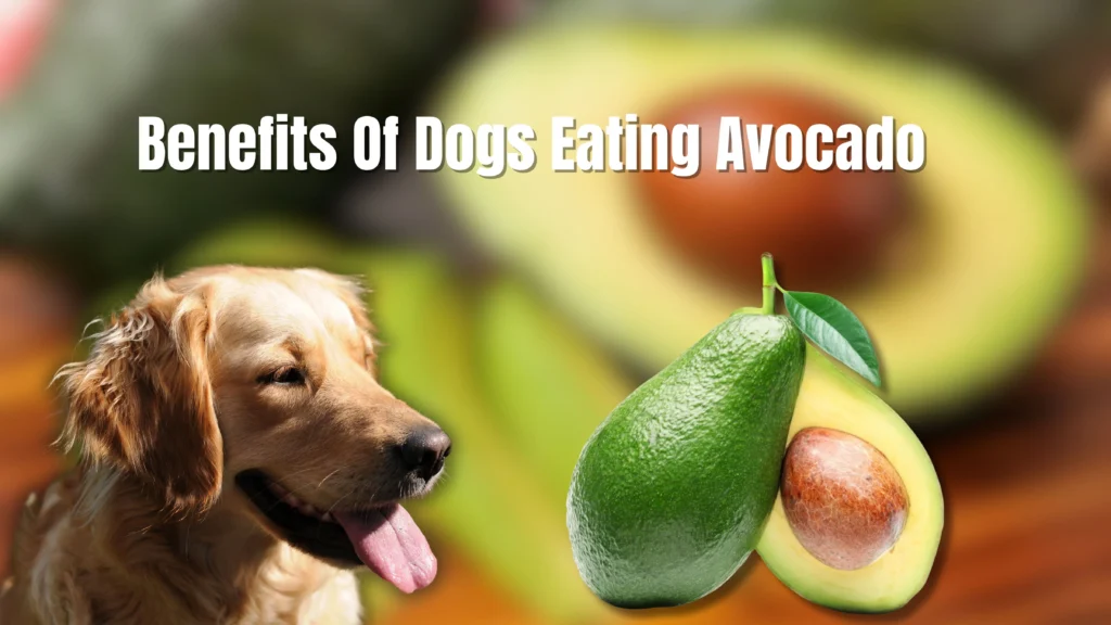 Can Dogs Eat Avocado?