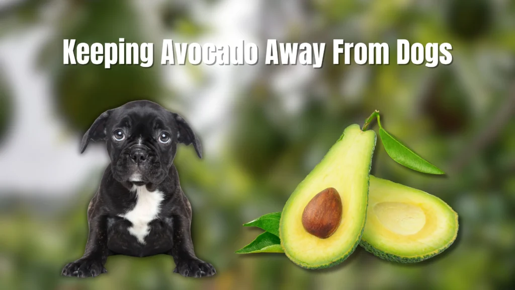 Can Dogs Eat Avocado?