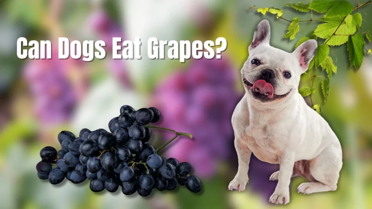 Can Dogs Eat Grapes? Learn Why They’re Toxic for Dogs