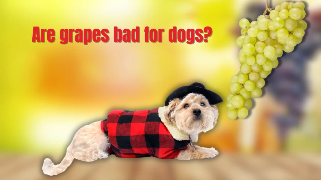 Can Dogs Eat Grapes?