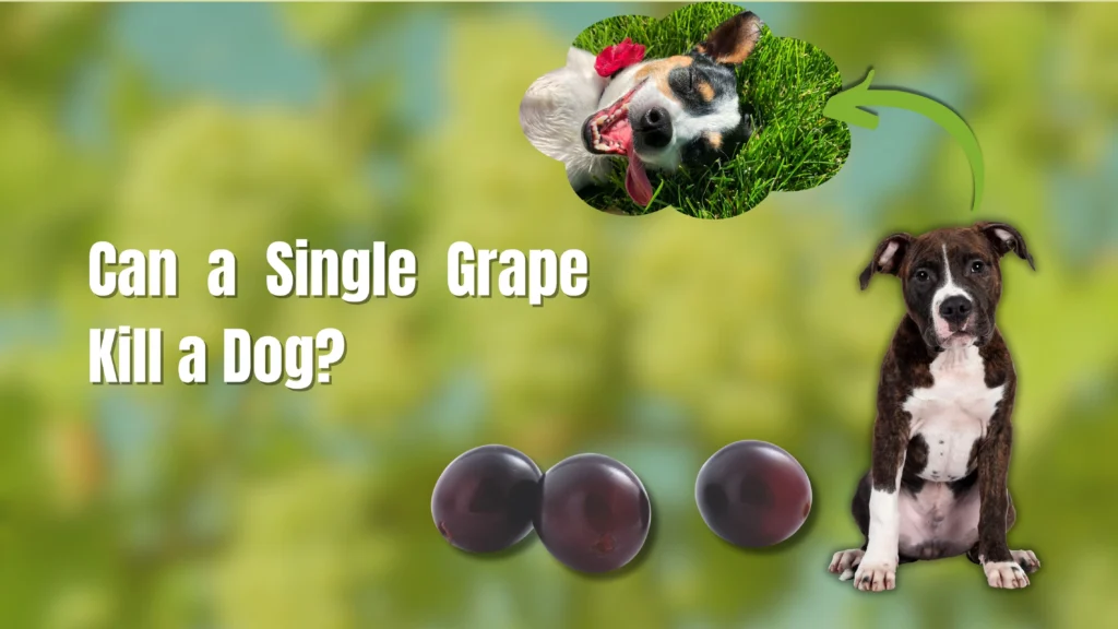 Can Dogs Eat Grapes?