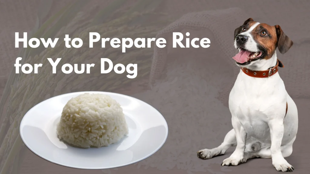 Can a dog eat white rice?