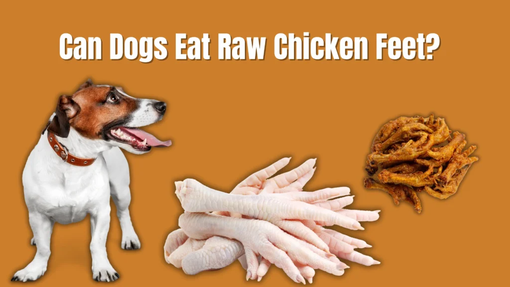 Can dogs eat raw chicken?