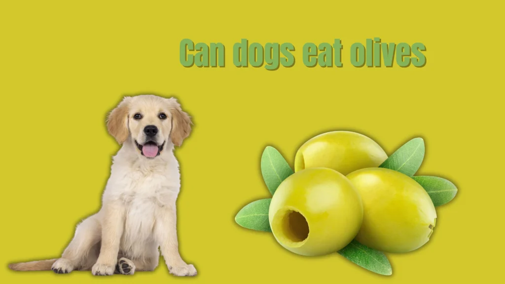 Can Dogs Eat Mustard 9 1