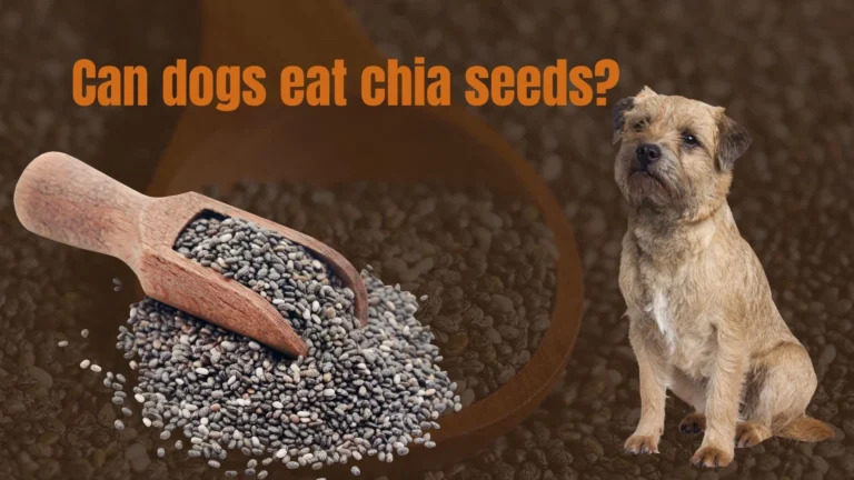 Can Dogs Eat Chia Seeds?