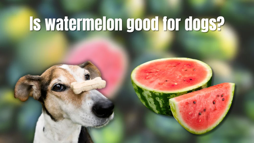 Can Dogs Eat Watermelon?