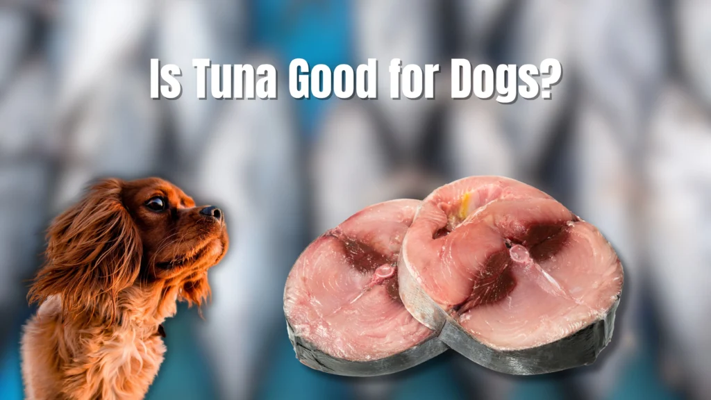 Can Dogs Eat Tuna?